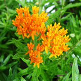 Asclepias tuberosa - butterfly weed